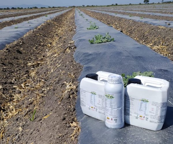 Cultivo Sandía Aplicación de CITAN en Michoacán Tecniprocesos